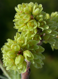 Fragrant Sumac