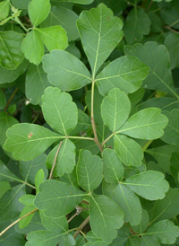 Fragrant Sumac