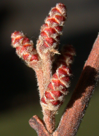 Fragrant Sumac