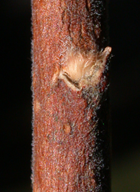 Fragrant Sumac