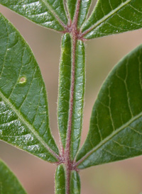 Winged Sumac