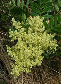 Winged Sumac