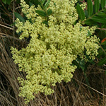 Winged Sumac