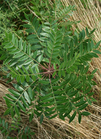 Winged Sumac