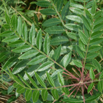 Winged Sumac Winged Sumac