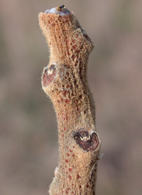 Winged Sumac