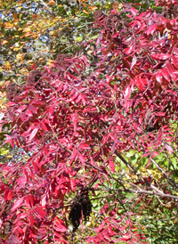 Winged Sumac