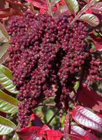 Winged Sumac