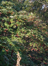 Smooth Sumac