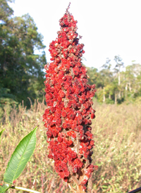 Smooth Sumac