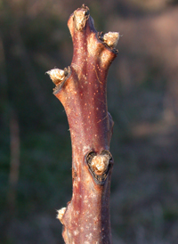 Smooth Sumac