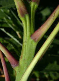 Smooth Sumac