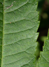 Smooth Sumac