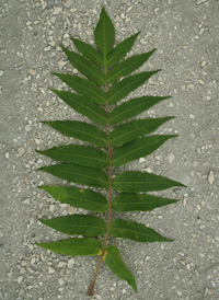 Staghorn Sumac