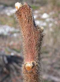 Staghorn Sumac