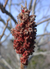 Staghorn Sumac