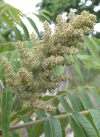 Staghorn Sumac