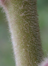 Staghorn Sumac