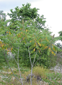 Staghorn Sumac