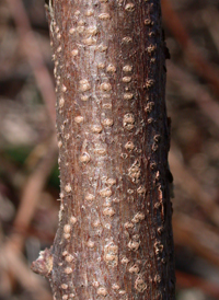 Bristly Locust