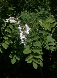 Black Locust