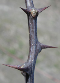 Black Locust