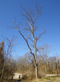 Black Locust