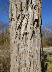 Black Locust