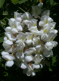 Black Locust