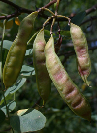 Black Locust