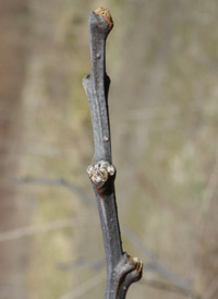 Black Locust