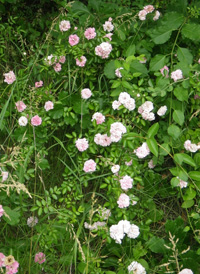 Multiflora Rose