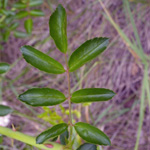 Multiflora Rose