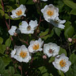 Multiflora Rose Multiflora Rose