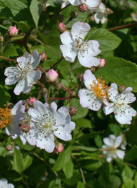 Multiflora Rose