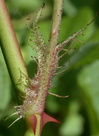 Multiflora Rose