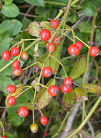 Multiflora Rose