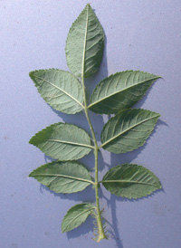 Multiflora Rose