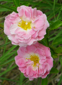 Multiflora Rose