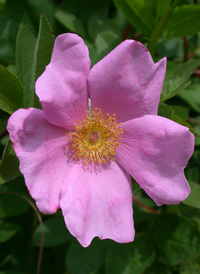 Swamp Rose