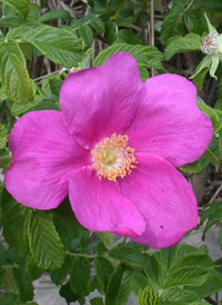 Japanese Rose