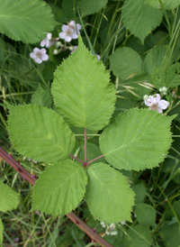 Himalayan Blackberry