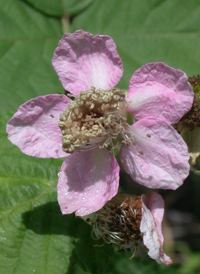 Himalayan Blackberry