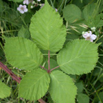 Himalayan Blackberry Himalayan Blackberry