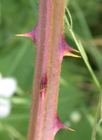 Himalayan Blackberry