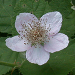Himalayan Blackberry Himalayan Blackberry