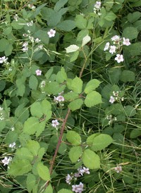 Himalayan Blackberry