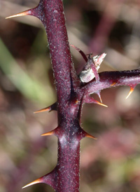 Himalayan Blackberry