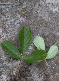 Sand Blackberry