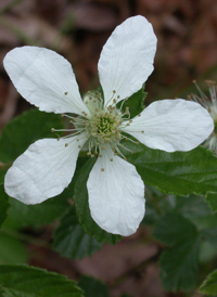 Sand Blackberry